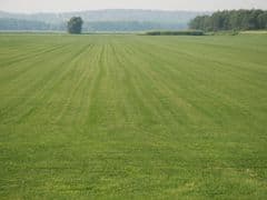 Land 560sq.m Cluj-Napoca / Aleea Pinului